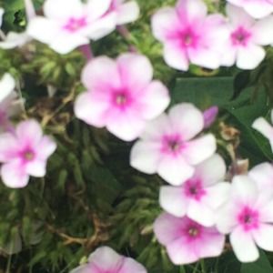 Meet your Posher, Milenna